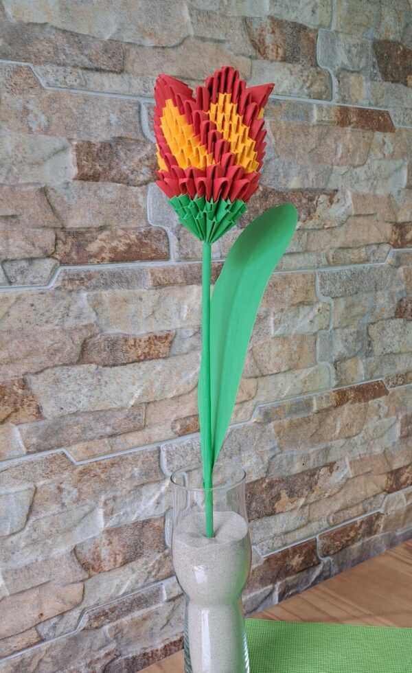 Tulpe